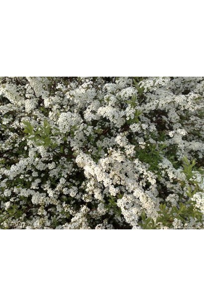 Спірея Аргута із білосніжними квітковими каскадами.