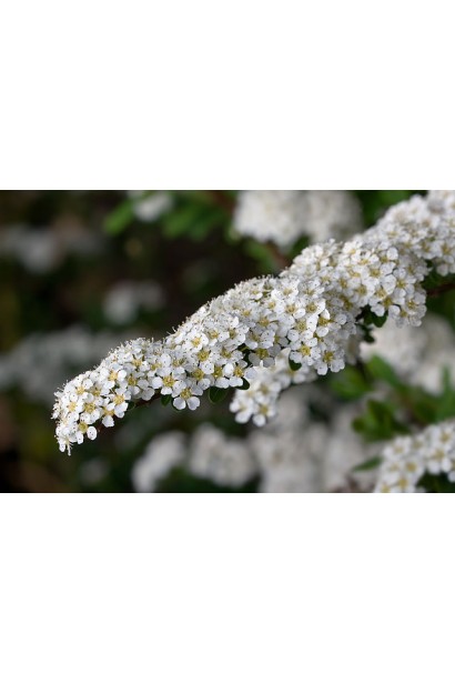 Білі квіткові гірлянди спіреї Аргута.