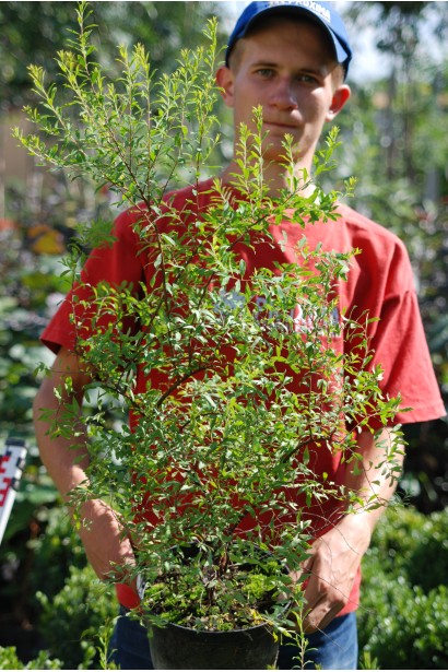 Спірея гострозазубрена / Аргута в садовому центрі