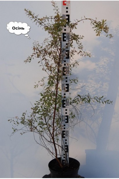 Спірея гострозазубрена / Аргута восени