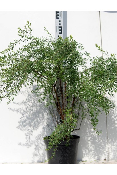 Чудовий вибір для ландшафту — спірея Аргута.