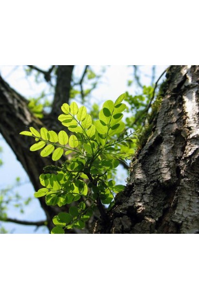 Акація звичайна листя