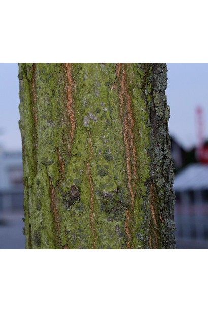 Робінія псевдоакація кора дерева