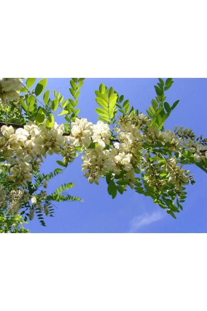 Акація звичайна / Робінія псевдоакація  цвітіння 