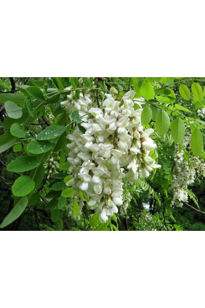 Robinia pseudoacacia  білі квіти