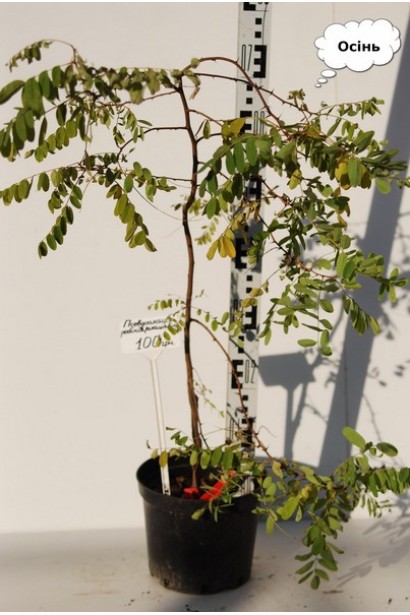 Акація звичайна в горщику 3 л висота 70 см