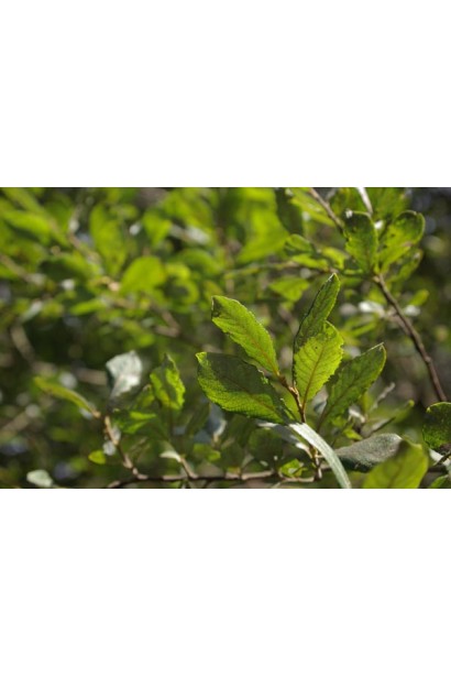 Верба козяча