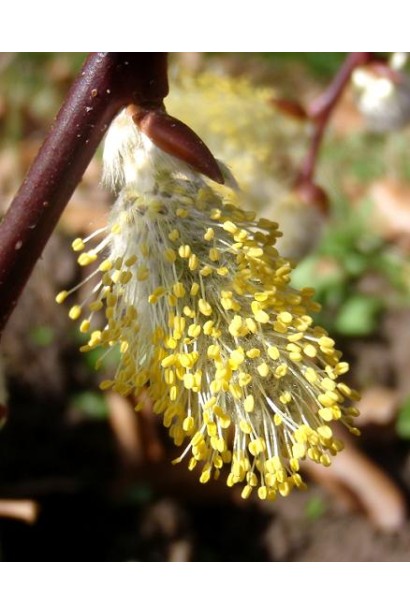 Верба козяча сережки