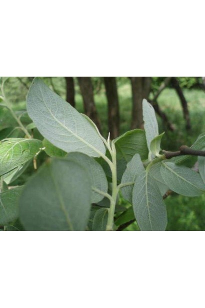 Верба козяча листя