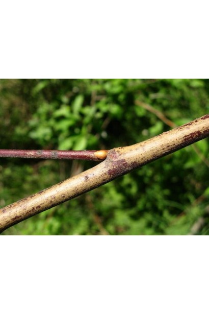 Верба козяча червоно-коричневі пагони