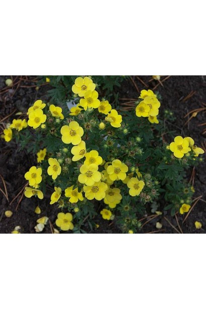 Перстач Sommerflor жовті квіти