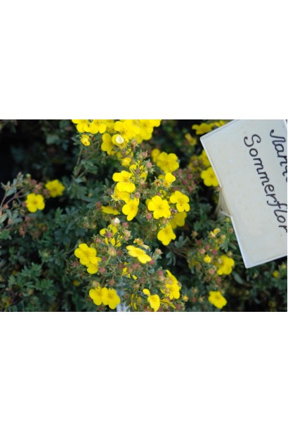 Перстач кущовий Саммерфлор цвітіння