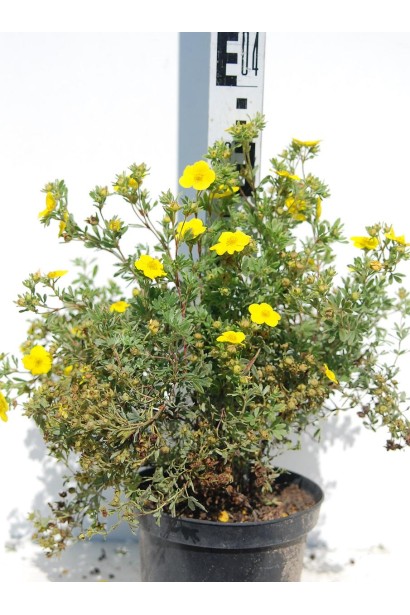 Лапчатка Саммерфлор саджанець 30-40 см