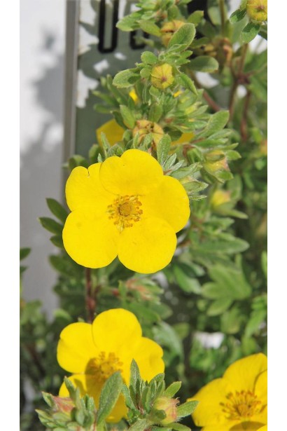 Перстач жовтий Саммерфлор