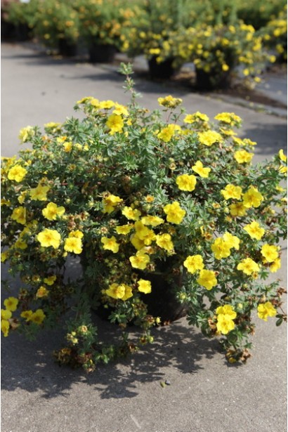 Перстач Соммерфлор квітучий саджанець