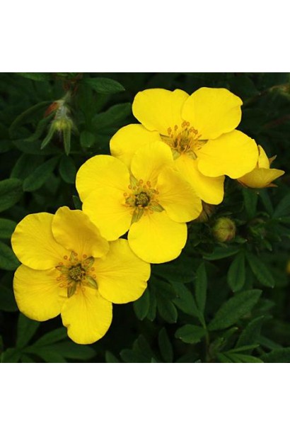 Перстач чагарниковий Саммерфлор золотисто-жовті квіти