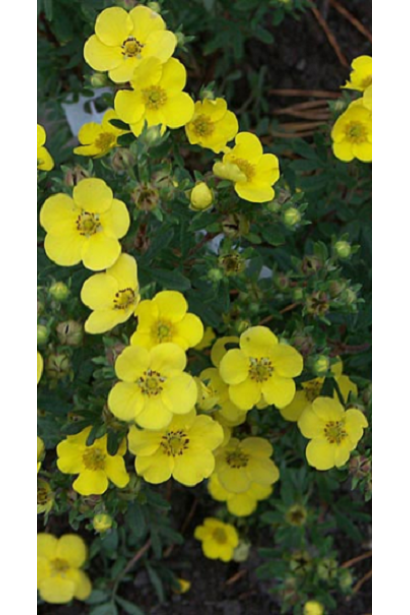 Лапчатка кущова Sommerflor