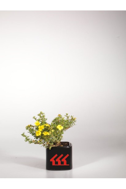 Перстач чагарниковий Саммерфлор контейнер Р9