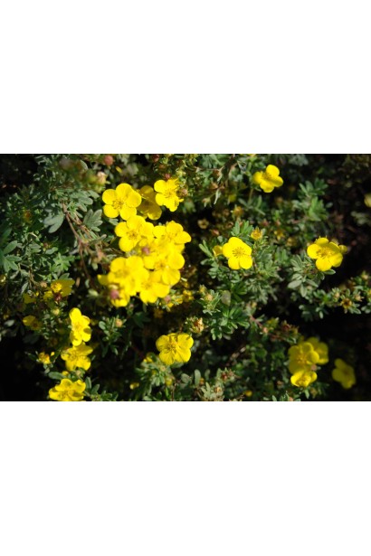 Перстач чагарниковий / Лапчатка кущова Саммерфлор