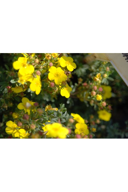 Potentilla fruticosa Sommerflor