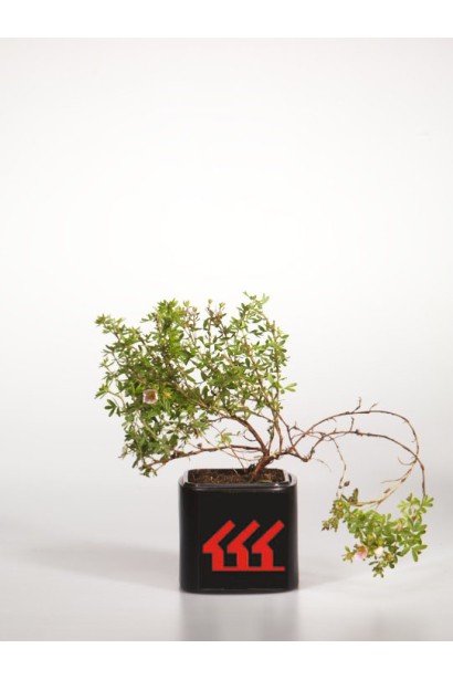 Перстач чагарниковий Прінцесс контейнер Р9