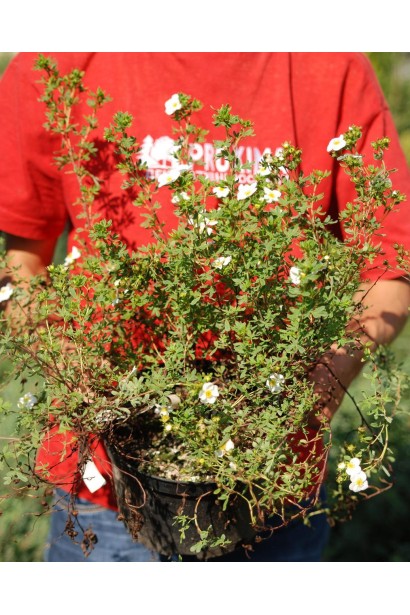 Перстач чагарниковий Прінцесс саджанець в горщику 5 л