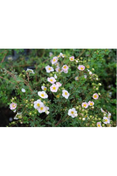 Лапчатка рожева Прінцесс 