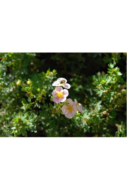 Перстач чагарниковий / Лапчатка кущова Прінцесс / Пінк Квін 