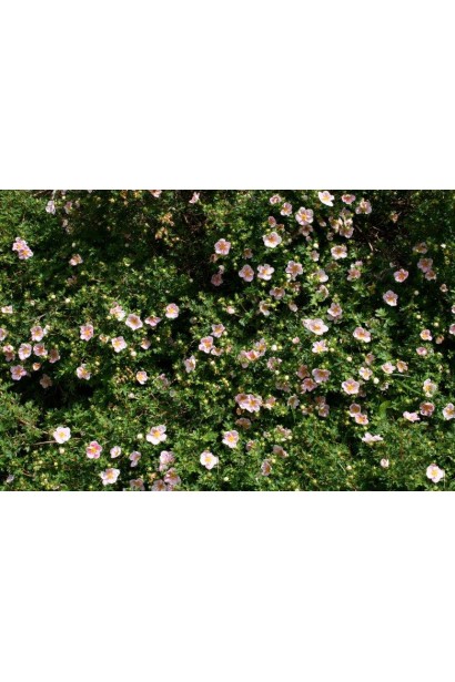 Перстач чагарниковий Пінк Квін