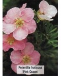 Лапчатка кущова Прінцесс / Пінк Квін | Potentilla fruticosa Princess / Pink Queen | Лапчатка кустарниковая Принцесс / Пинк Квин