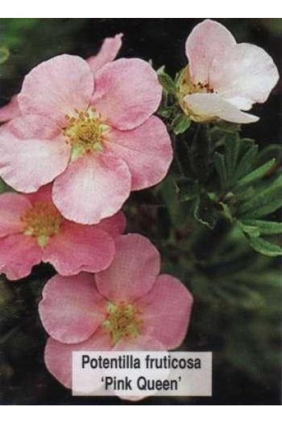 Лапчатка Princess / Pink Queen