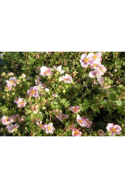 Перстач кущовий Прінцесс рясне цвітіння рожевими квітами