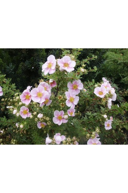 Перстач чагарниковий Прінцесс світло-рожеві квіти