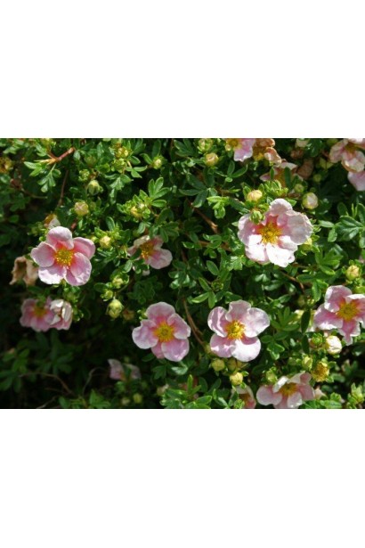 Potentilla fruticosa Princess / Pink Queen