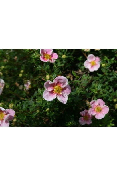 П’ятилисник кущовий Пінк Квін