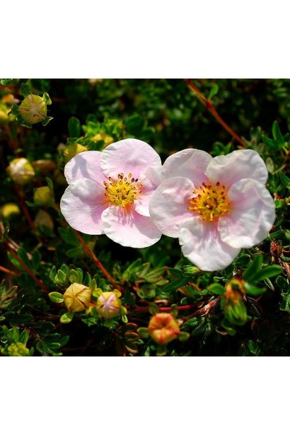 Перстач світло-рожева Прінцесс