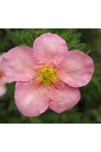 Перстач рожевий Прінцесс