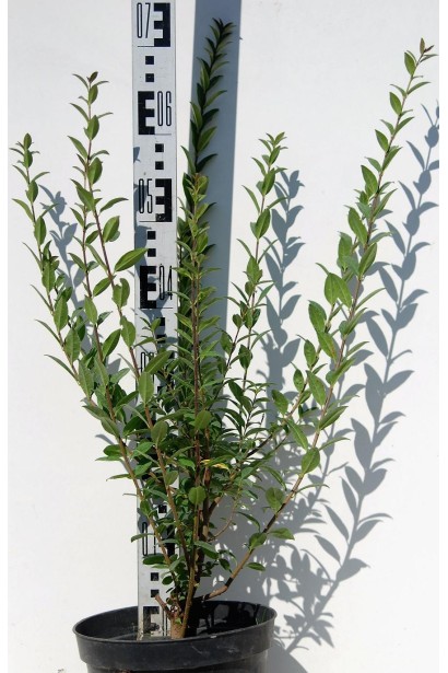 Бірючина звичайна Атровіренс | Бирючина обыкновенная Атровиренс | Ligustrum vulgare Atrovirens