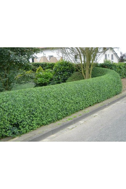 Бирючина звичайна Атровіренс бордюрна паркова посадка