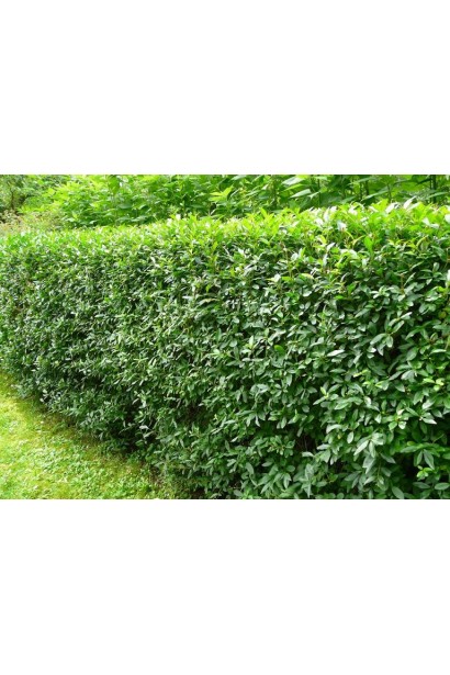  Ligustrum vulgare Atrovirens