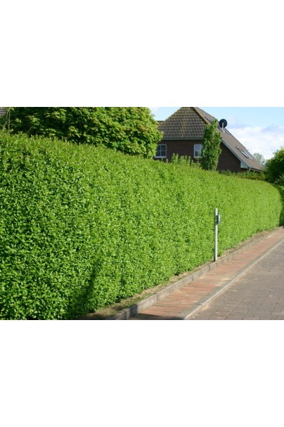 Бирючина звичайна Атровіренс зелений живопліт