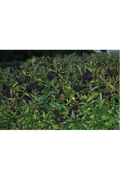 Бірючина звичайна Атровіренс