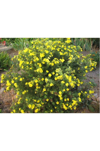 Перстач чагарниковий Кобольд рясно квітучий компактний кущ