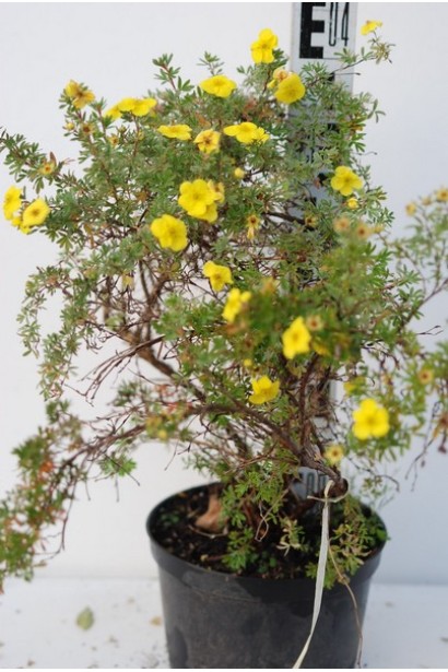 Перстач чагарниковий / Лапчатка кущова Кобольд | Potentilla fruticosa Kobold | Лапчатка кустарниковая Кобольд