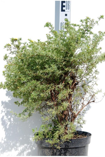 Перстач чагарниковий Кобольд контейнер 5 л висота 50-60 см