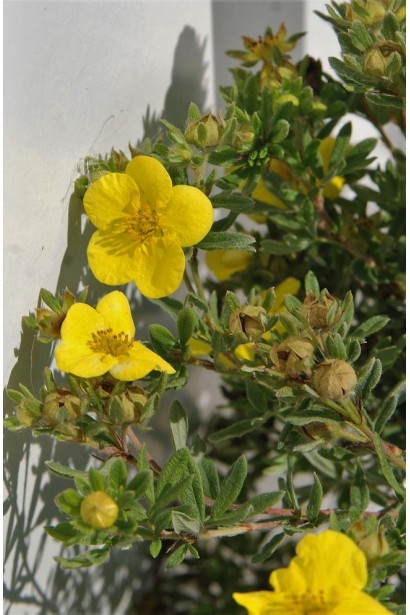 Перстач чагарниковий / Лапчатка кущова Кобольд | Potentilla fruticosa Kobold | Лапчатка кустарниковая Кобольд