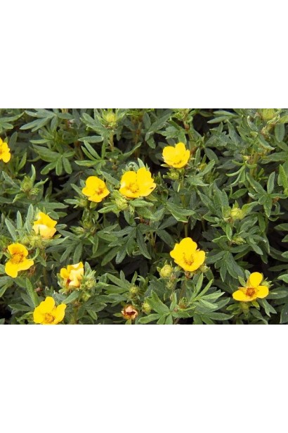 Перстач чагарниковий / Лапчатка кущова Кобольд