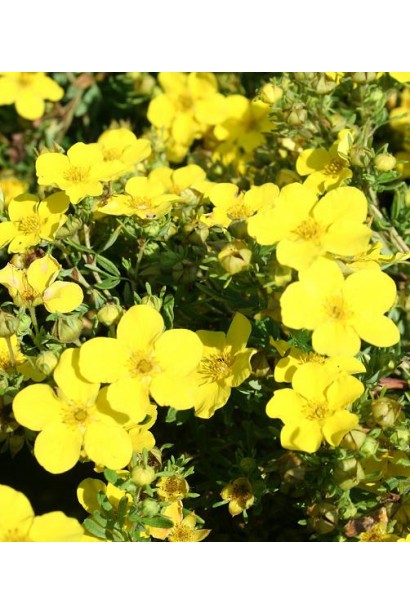 Перстач чагарниковий / Лапчатка кущова Кобольд | Potentilla fruticosa Kobold | Лапчатка кустарниковая Кобольд