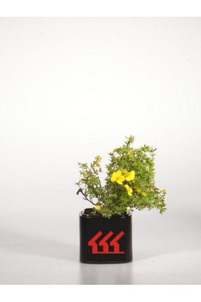 Перстач чагарниковий / Лапчатка кущова Кобольд | Potentilla fruticosa Kobold | Лапчатка кустарниковая Кобольд