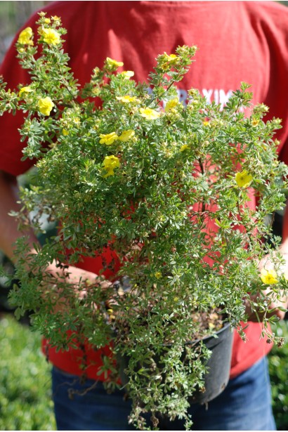 Перстач чагарниковий / Лапчатка кущова Кобольд | Potentilla fruticosa Kobold | Лапчатка кустарниковая Кобольд